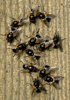Muscid Flies
