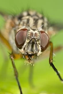 Muscidae Fly - Eyes and face