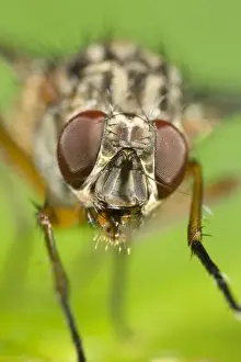 Muscidae Fly - Eyes and face Norfolk UK