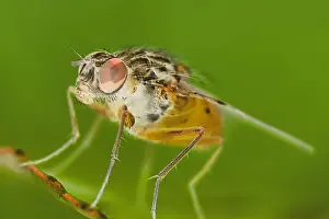 Compound Eyes Prints: Muscidae Fly - Resting on leaf EM manipulated effect
