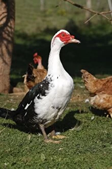 Images Dated 14th October 2007: Muscovy / Barbary Duck