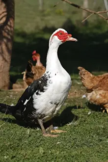 Fowl Prints: Muscovy / Barbary Duck