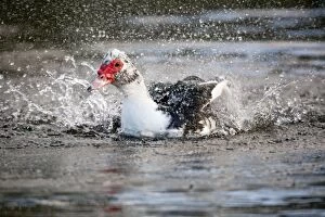 Images Dated 17th March 2012: Muscovy Duck - bathing