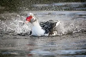 Splash Prints: Muscovy Duck - bathing - UK