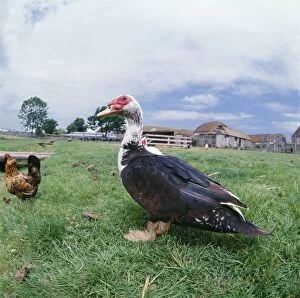 Muscovy DUCK - with chickens in field