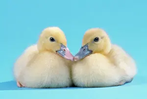 Friend Prints: Muscovy Duck - ducklings