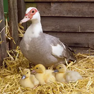 Barns Prints: Muscovy Duck - & ducklings