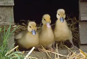 Muscovy Duck - ducklings x3 in row