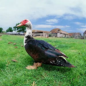 Buildings Prints: Muscovy Duck - In field with farm
