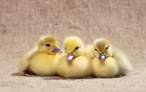 Muscovy Duck JD 13253 x 3 Ducklings © John Daniels / ARDEA LONDON