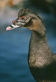 Muscovy Duck - male