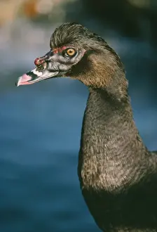 Muscovy Duck - male