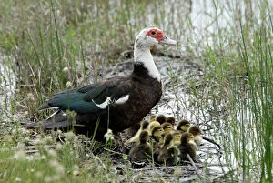 Muscovy Duck with recently hatched ducklings sheltering beside water