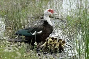 Family Prints: Muscovy Duck with recently hatched ducklings sheltering beside water