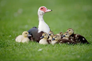 Muscovy Duck with Young