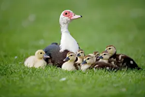 Ducks Prints: Muscovy Duck with Young - England - UK - Originated in South America