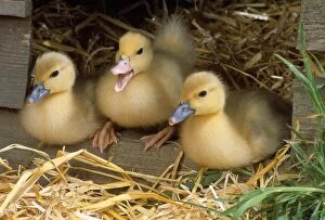 Images Dated 15th July 2009: Muscovy Ducklings