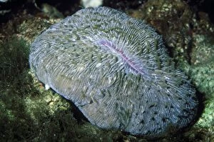 Images Dated 26th August 2008: Mushroom Coral