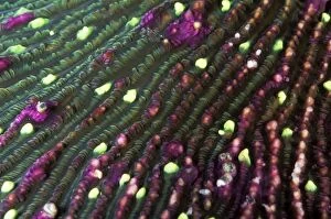 Mushroom Coral - with bright green tentacular lobes