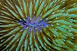 Images Dated 4th September 2008: Mushroom Coral - unlike most hard corals this species lives detached from a solid base