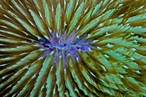 Mushroom Coral - unlike most hard corals this species lives detached from a solid base - Indonesia