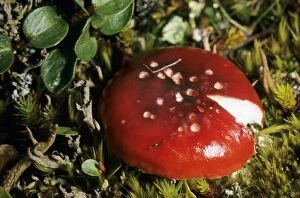 Images Dated 13th July 2009: Mushroom Russula sp. in tundra near Dikson, typical. Russian Arctic. August Di32. 1240