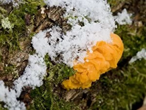 Mushroom - In the snow