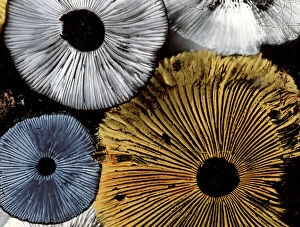 Mushroom spores - close-up