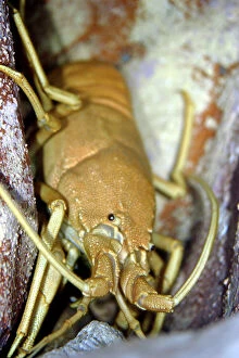 Musical furry lobster (Palibythus magnificus)