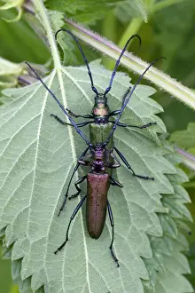 Musk Beetle - pair copulating, Lower Saxony, Germany