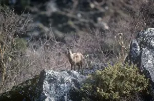 Nepal Prints: Musk Deer - female - Everest National Park - Nepal
