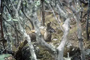 Musk Deer - male - Everest National Park - Nepal