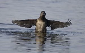 Images Dated 26th September 2006: Musk Duck female - In water with wings outstretched. At Herdsman Lake in Perth