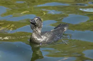 Musk Duck male. Produces musky odour from gland at base of tail. Sedentary and common on lakes and deep swamps. Throat lobe used in courtship. Yanchep National Park, W. Australia