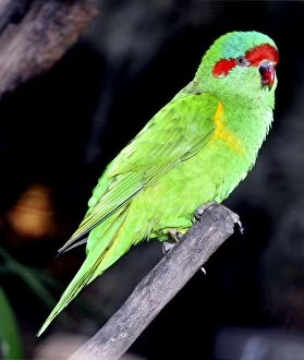Images Dated 19th July 2012: Musk Lorikeet