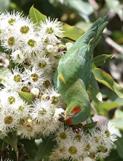 Musk Lorikeet Feeding on Eucalypt Flowers Hobart Airport, Tasmania, Australia