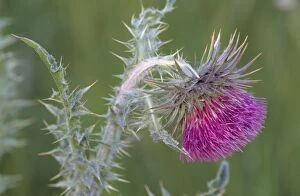 Images Dated 30th June 2008: Musk / Nodding Thistle