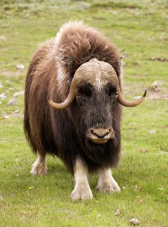 Images Dated 13th July 2006: Musk-ox