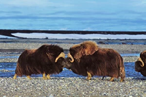 Face To Face Collection: Musk Ox - bulls butting heads, dominance behavior. Arctic National Wildlife Refuge, Alaska. MB406
