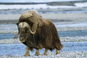 Ungulate Prints: Musk Ox - male Arctic National Wildlife Refuge, Alaska. MJ268