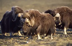 Muskox