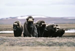 Images Dated 17th January 2005: Muskox