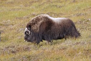 Images Dated 26th August 2008: MUSKOX