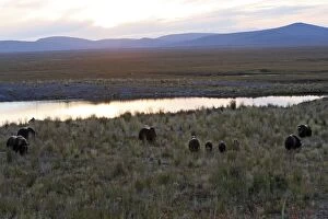 Images Dated 30th August 2008: MUSKOX