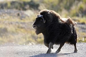 Images Dated 27th August 2008: MUSKOX