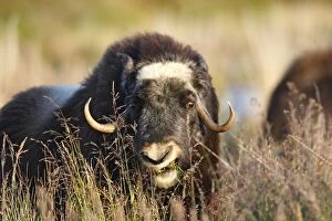 Photo Couleur Gallery: MUSKOX