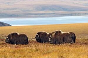 Images Dated 31st August 2008: MUSKOX