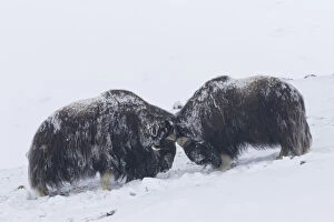 Bovid Gallery: Muskox - two adult males fighting on snow covered tundra - Sunndalsfjella National Park