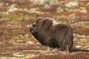 Images Dated 18th September 2016: Muskox cow Muskox cow on tundra in autumn Sunndalsfjell