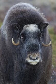 Images Dated 18th September 2016: Muskox cow portrait Muskox cow portrait Sunndalsfjella N